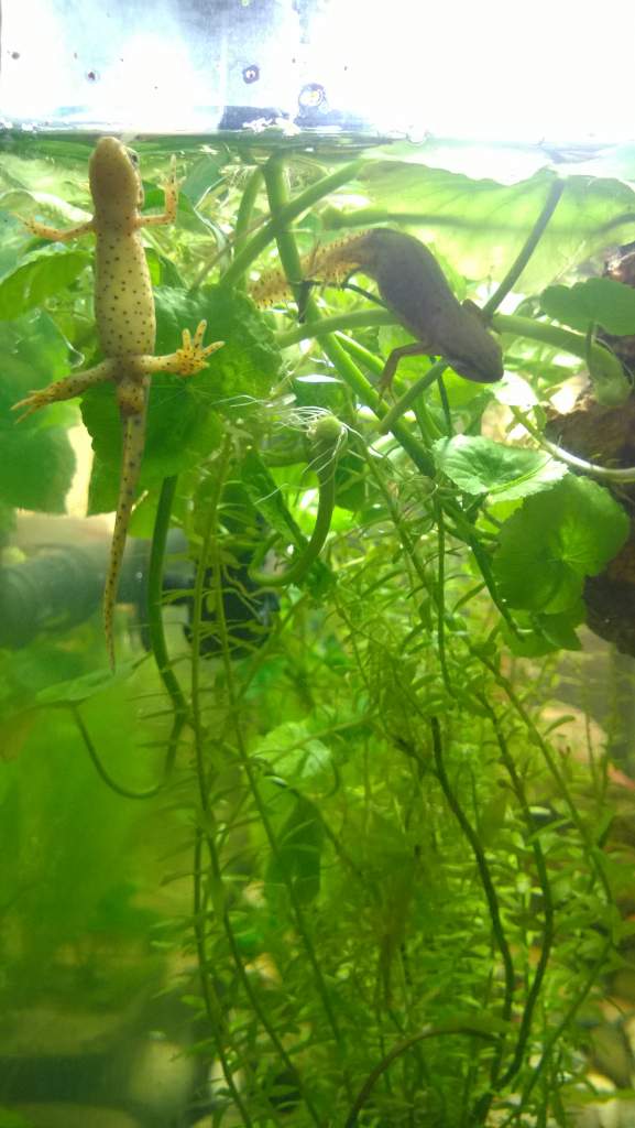 Alec and Abigail hanging out in the Pennywort