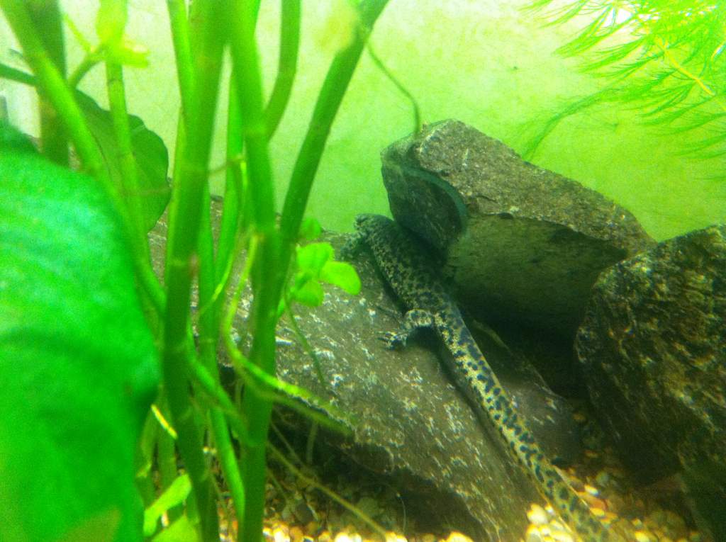 Algerian Ribbed Newt (Pleurodeles nebulosus)