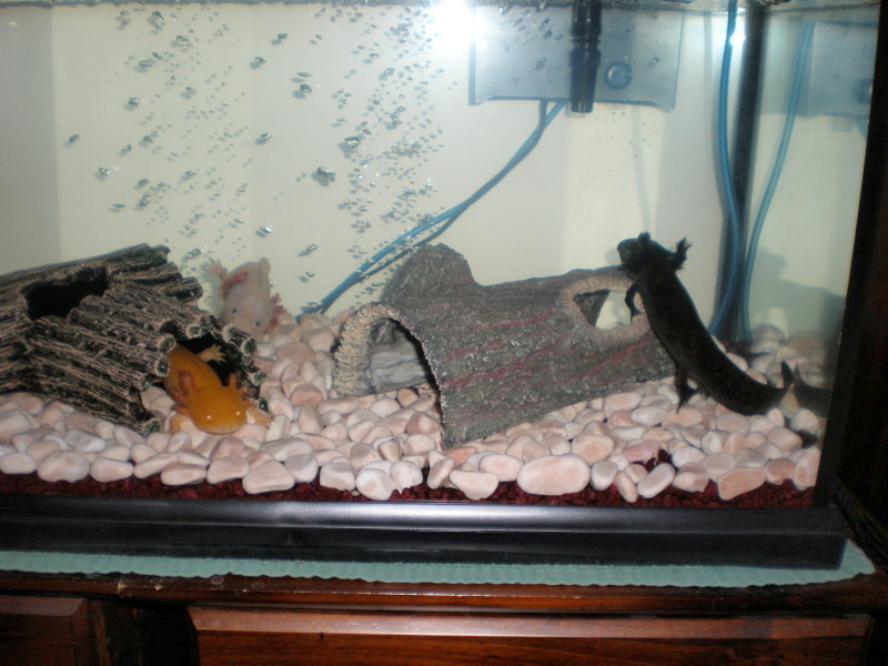 All 3 and my tank