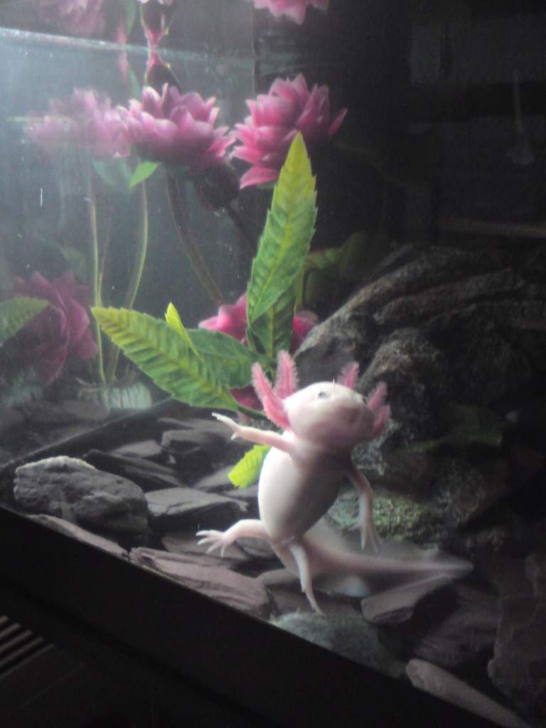 all singing all dancing, marvollous axolotls