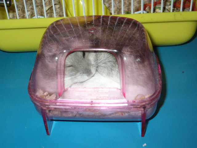 All three hamsters squashed together in the dust bath.