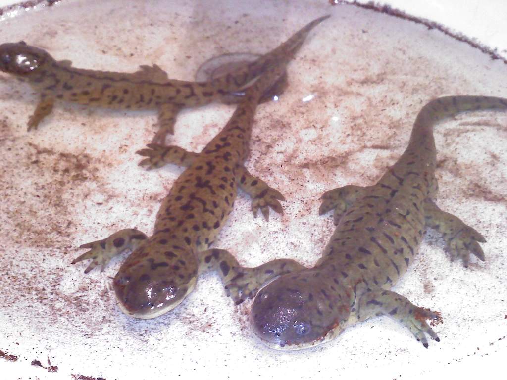 All three taking a bath.