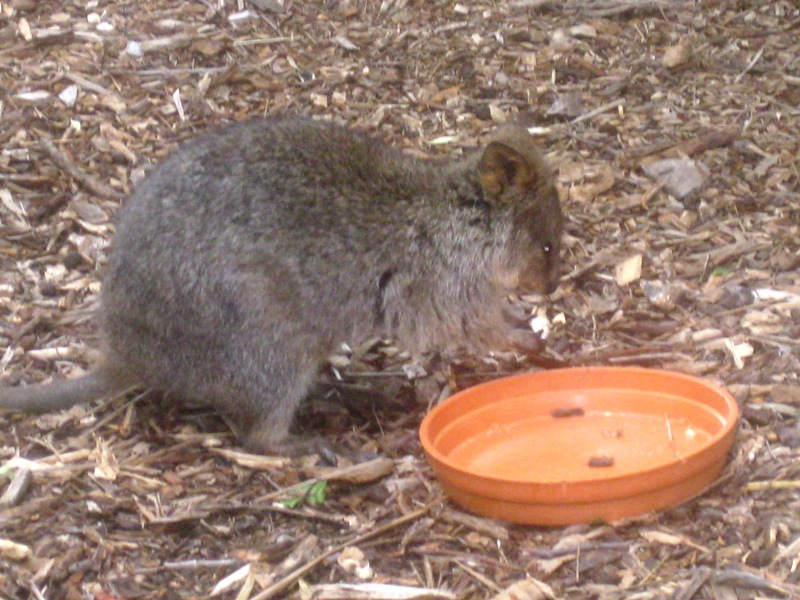 All tours start with furry things, so here is a Quokka that has found the food dish.