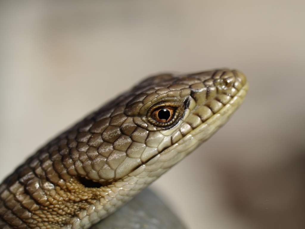 alligator lizard