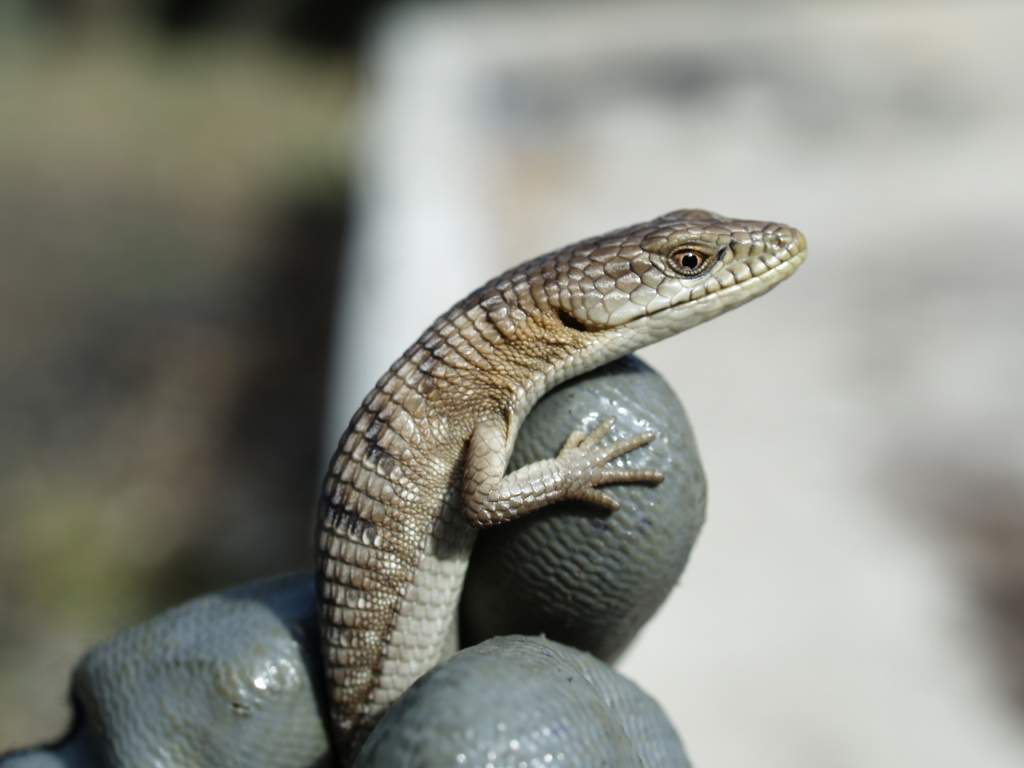 alligator lizard