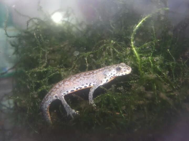 Alpine newt juvenile