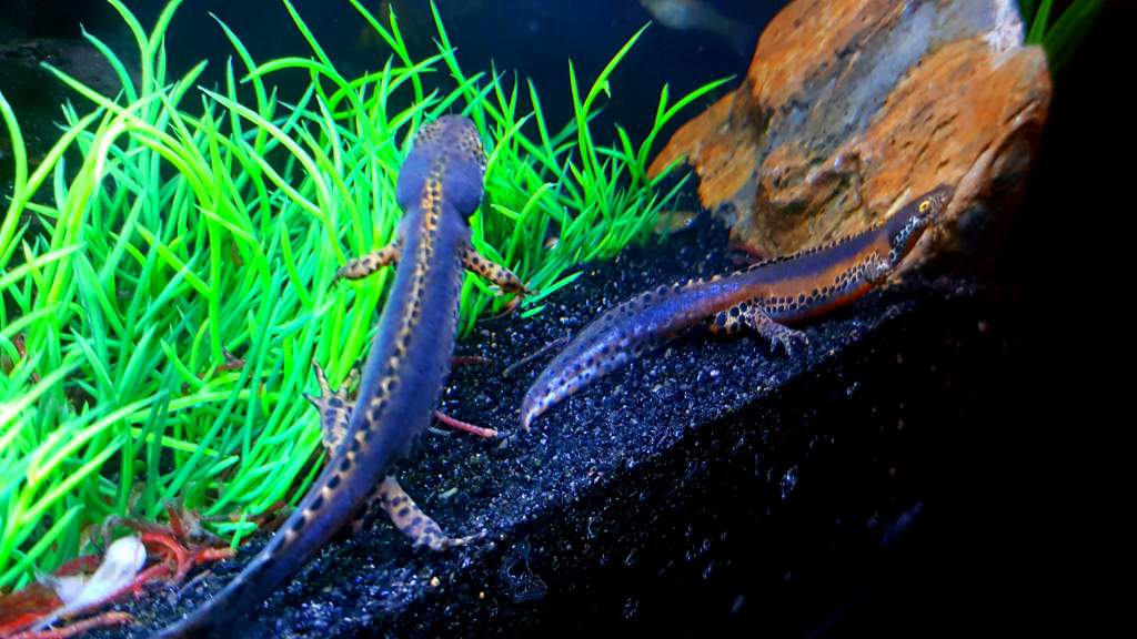 Alpine Newt Set-up (Ichthyosaura alpestris) 2 Males