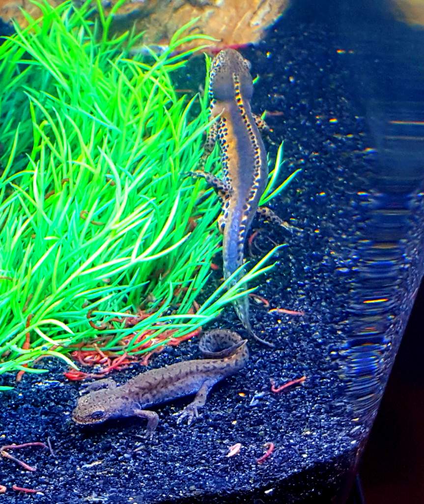 Alpine Newt Set-up (Ichthyosaura alpestris) Male and Female