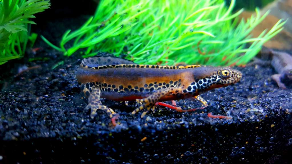 Alpine Newt Set-up (Ichthyosaura alpestris) Male