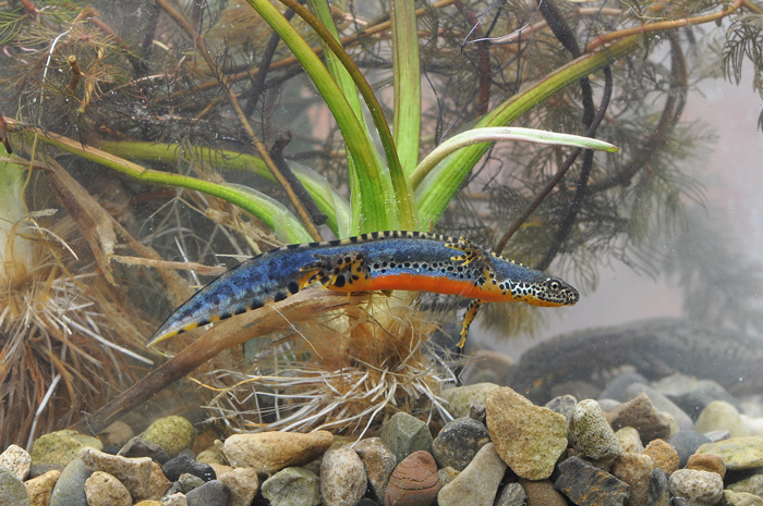 Alpine Newt