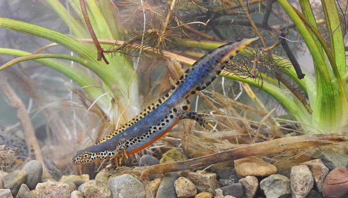 Alpine Newt