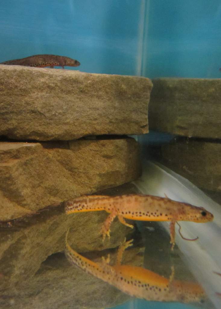 Alpine newts