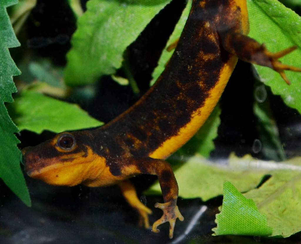 Amami-Oshima Sword Tailed Newt
Nomenclature: Cynops ensicauda ensicauda
IUCN Red List: Endangered
Country of Origin: Amami-Oshima, Kakeromajima, Tokun