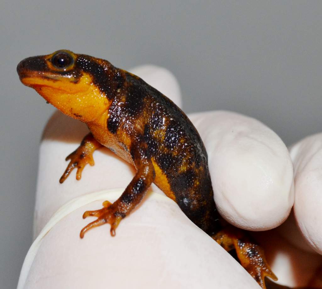 Amami-Oshima Sword Tailed Newt
Nomenclature: Cynops ensicauda ensicauda
IUCN Red List: Endangered
Country of Origin: Amami-Oshima, Kakeromajima, Tokun