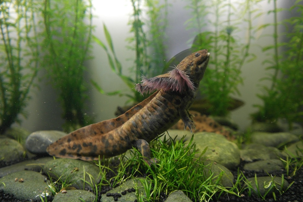 Ambystoma Andersoni