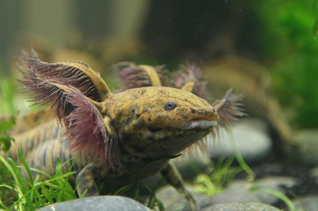 Ambystoma Andersoni