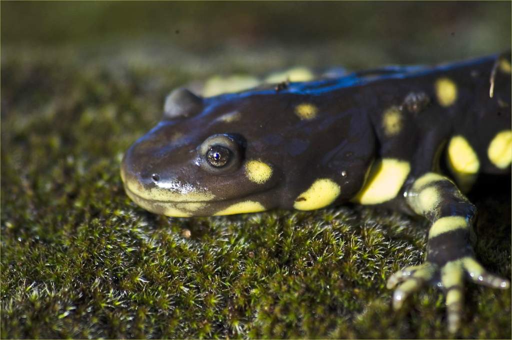 Ambystoma californiense