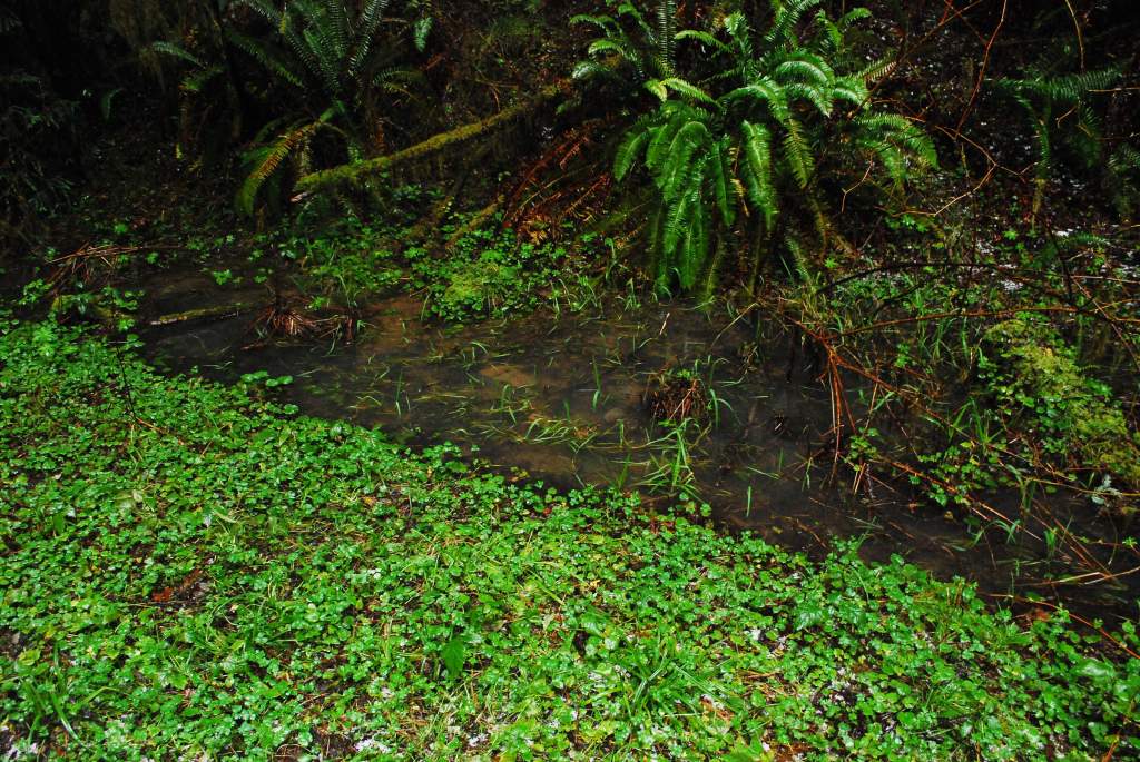 Ambystoma gracile breeding habitat