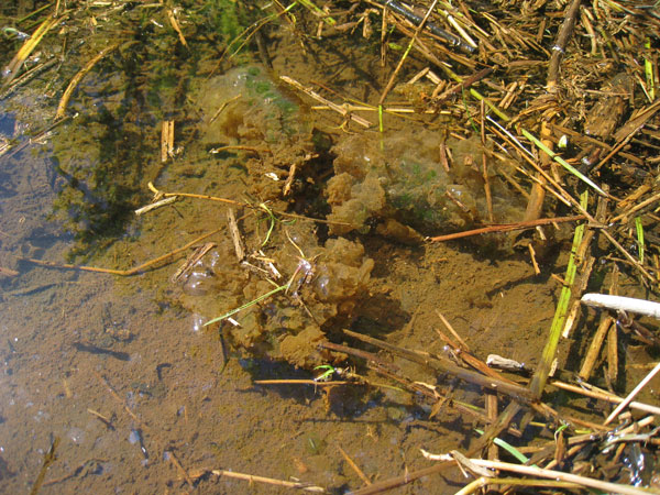 Ambystoma gracile egg mass, site 1