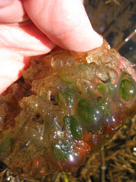 Ambystoma gracile egg mass, site 1