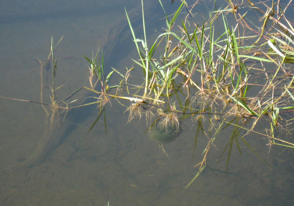 Ambystoma gracile egg mass, site 2