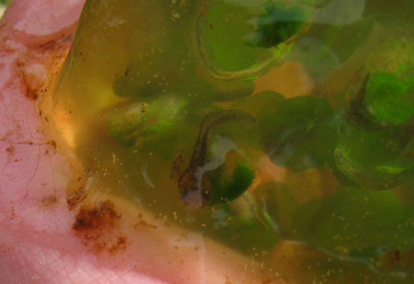 Ambystoma gracile egg mass, site 3