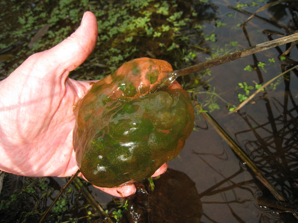 Ambystoma gracile egg mass, site 3