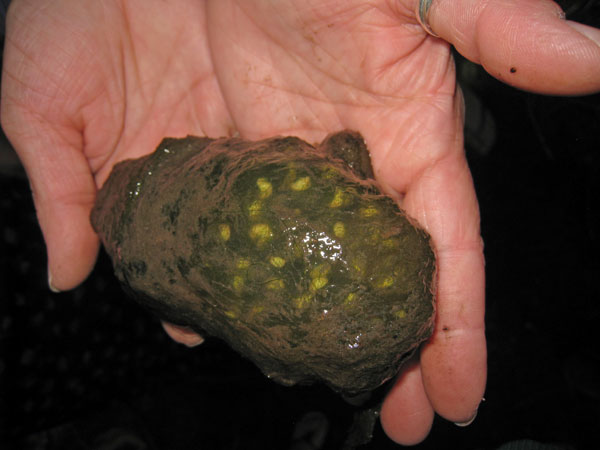 Ambystoma gracile egg mass.