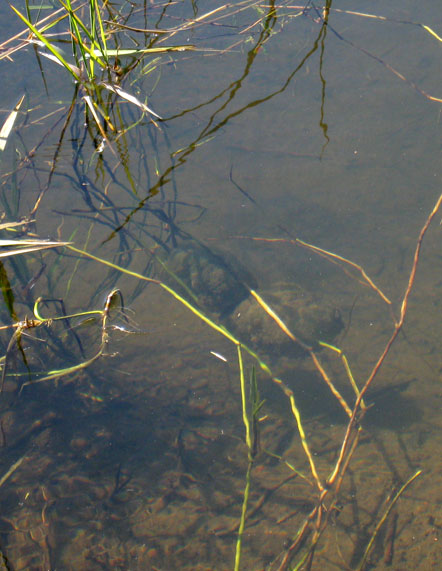 Ambystoma gracile egg masses, site 2