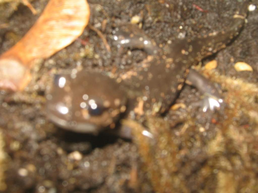 Ambystoma gracile smile!