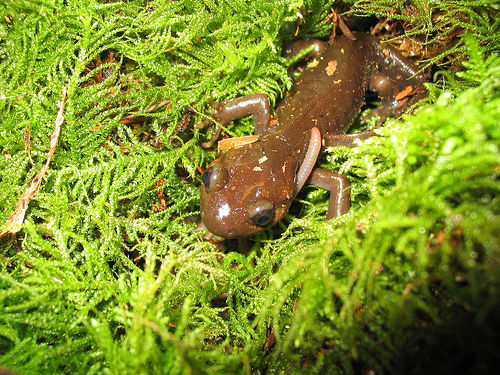 Ambystoma Gracile