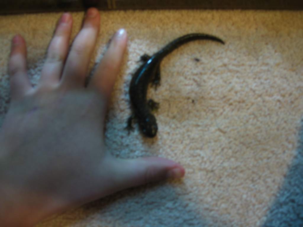 (Ambystoma jeffersonianum)