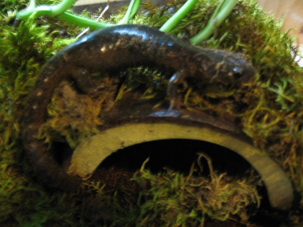 (Ambystoma jeffersonianum)