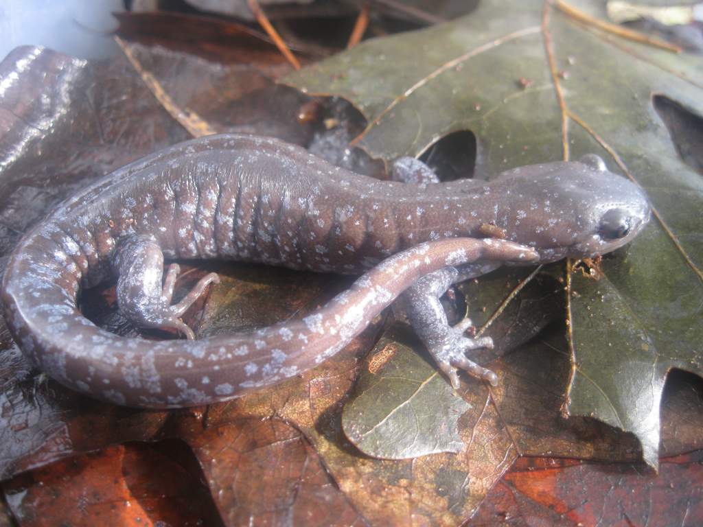 Ambystoma jeffersonianum