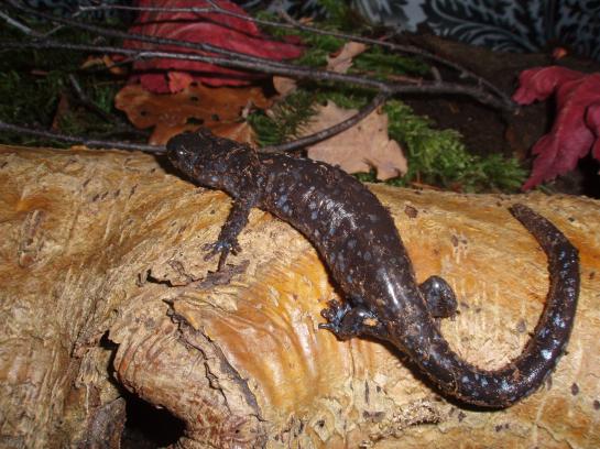 Ambystoma laterale [1]