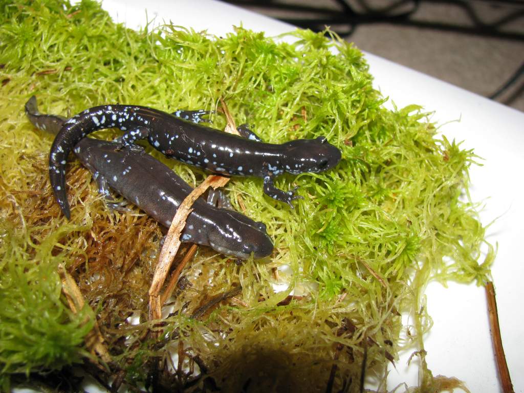 Ambystoma laterale