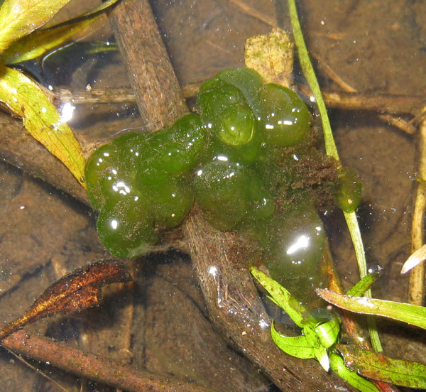 Ambystoma longicauda egg mass. The eggs are already hatched, but the egg mass still hangs together.