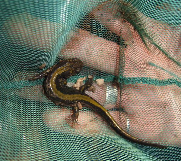 Ambystoma longicauda.