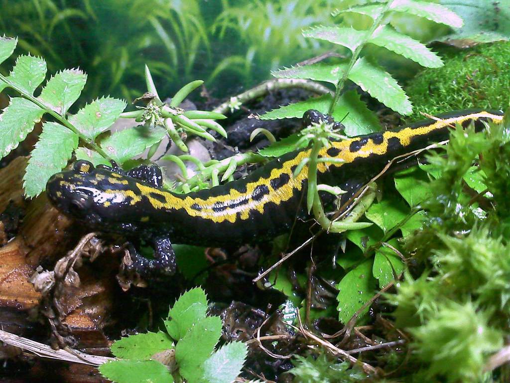 Ambystoma m. macrodactylum