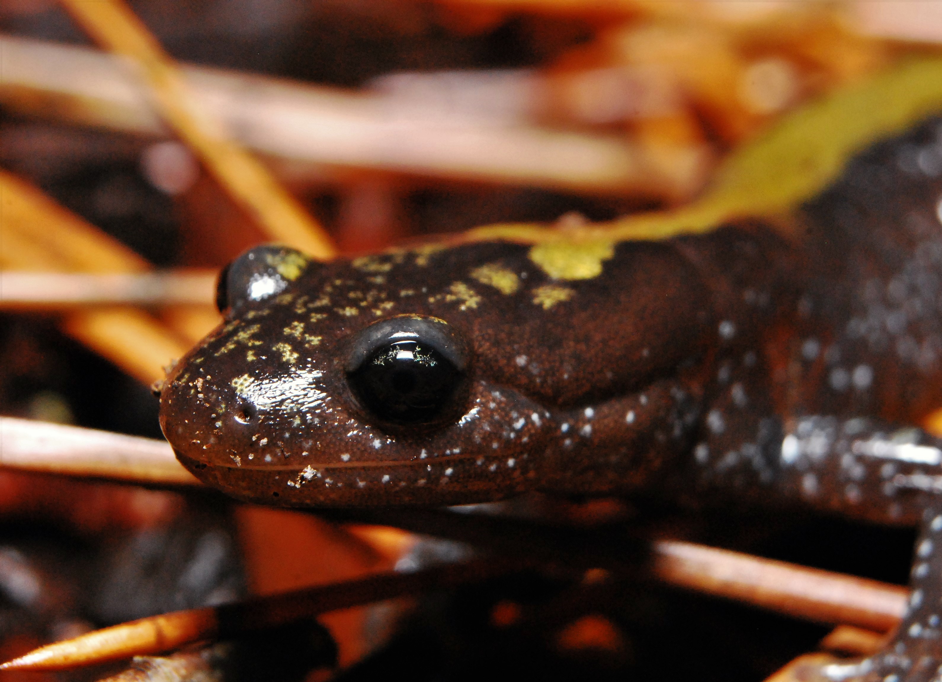 Ambystoma macrodactylum macrodactylum