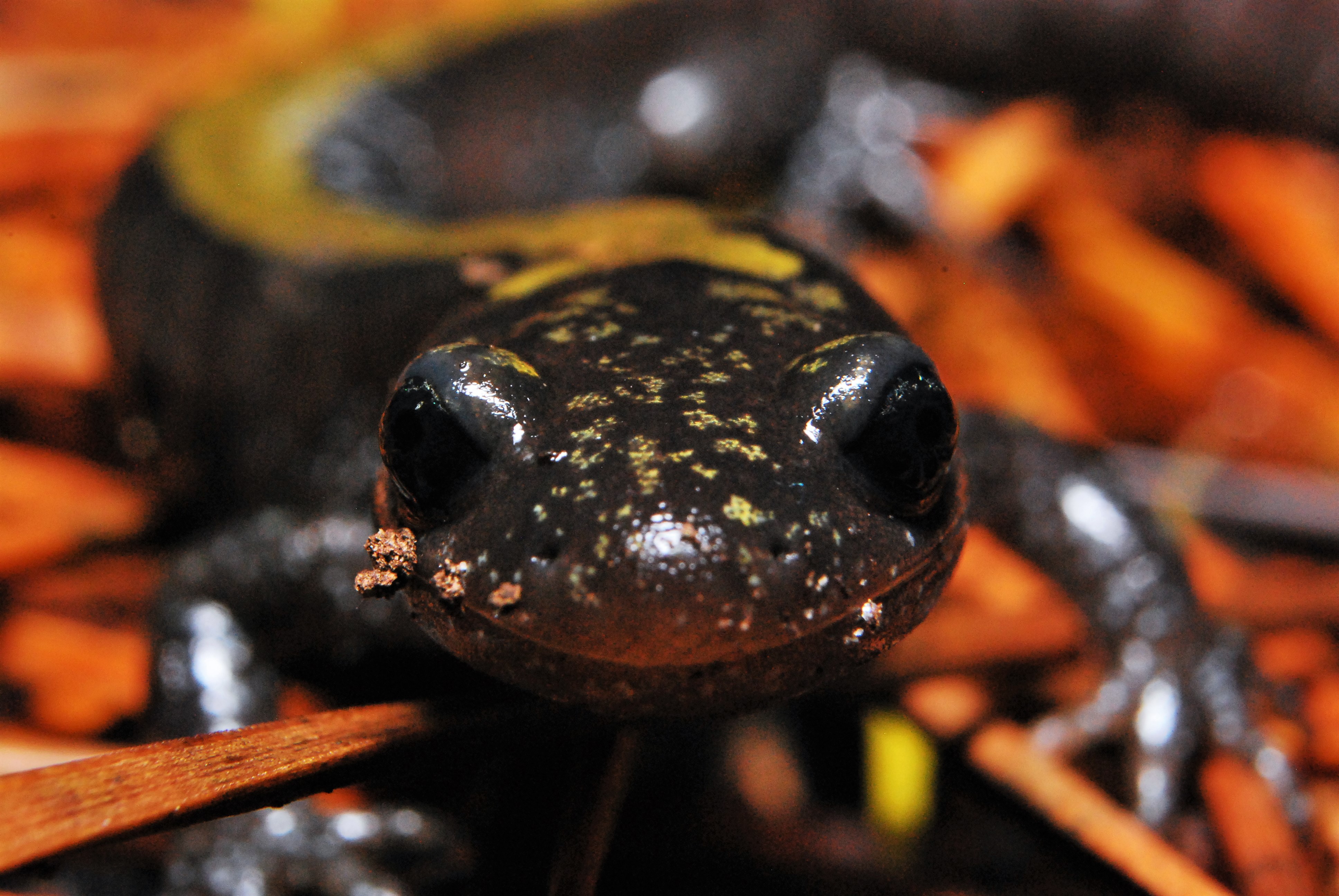 Ambystoma macrodactylum macrodactylum