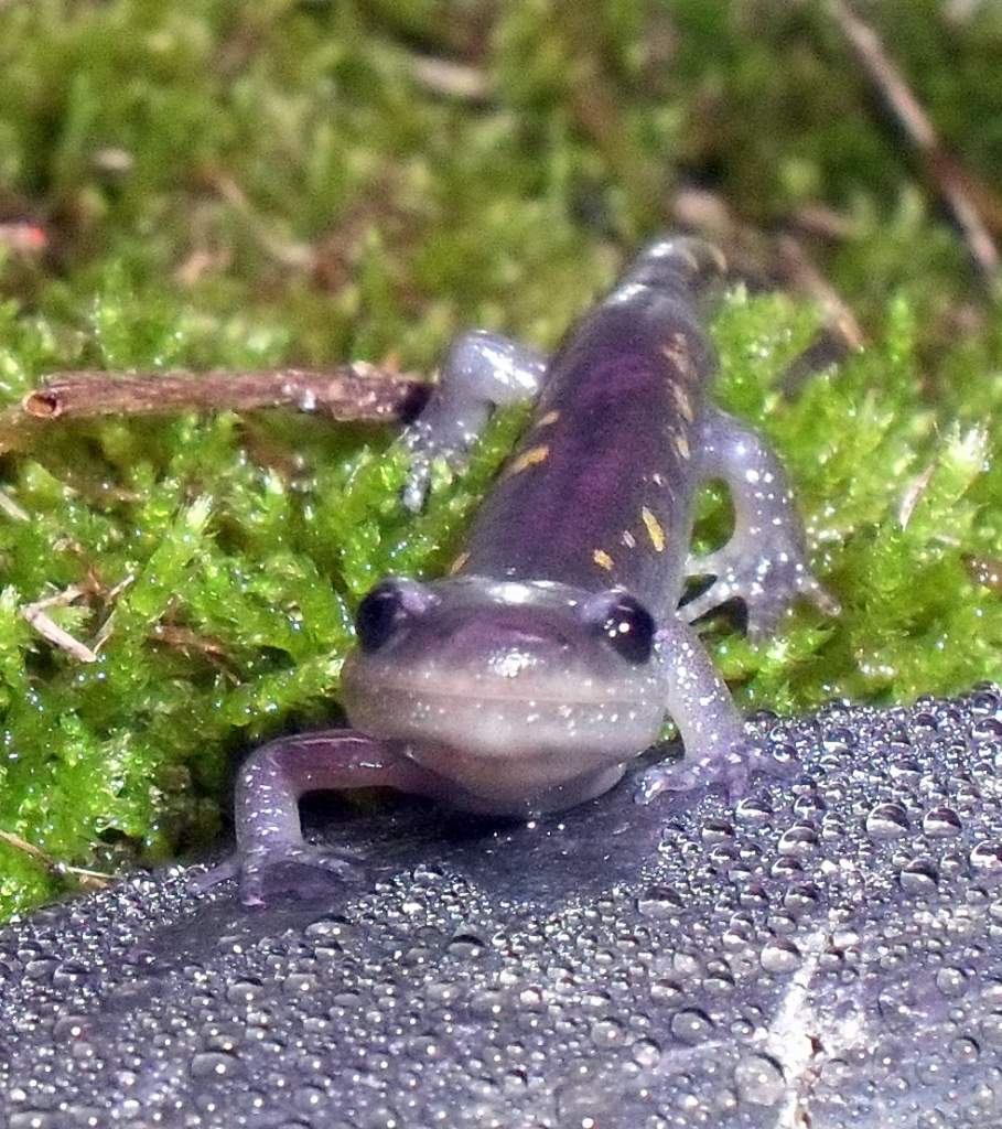 Ambystoma maculatum 1