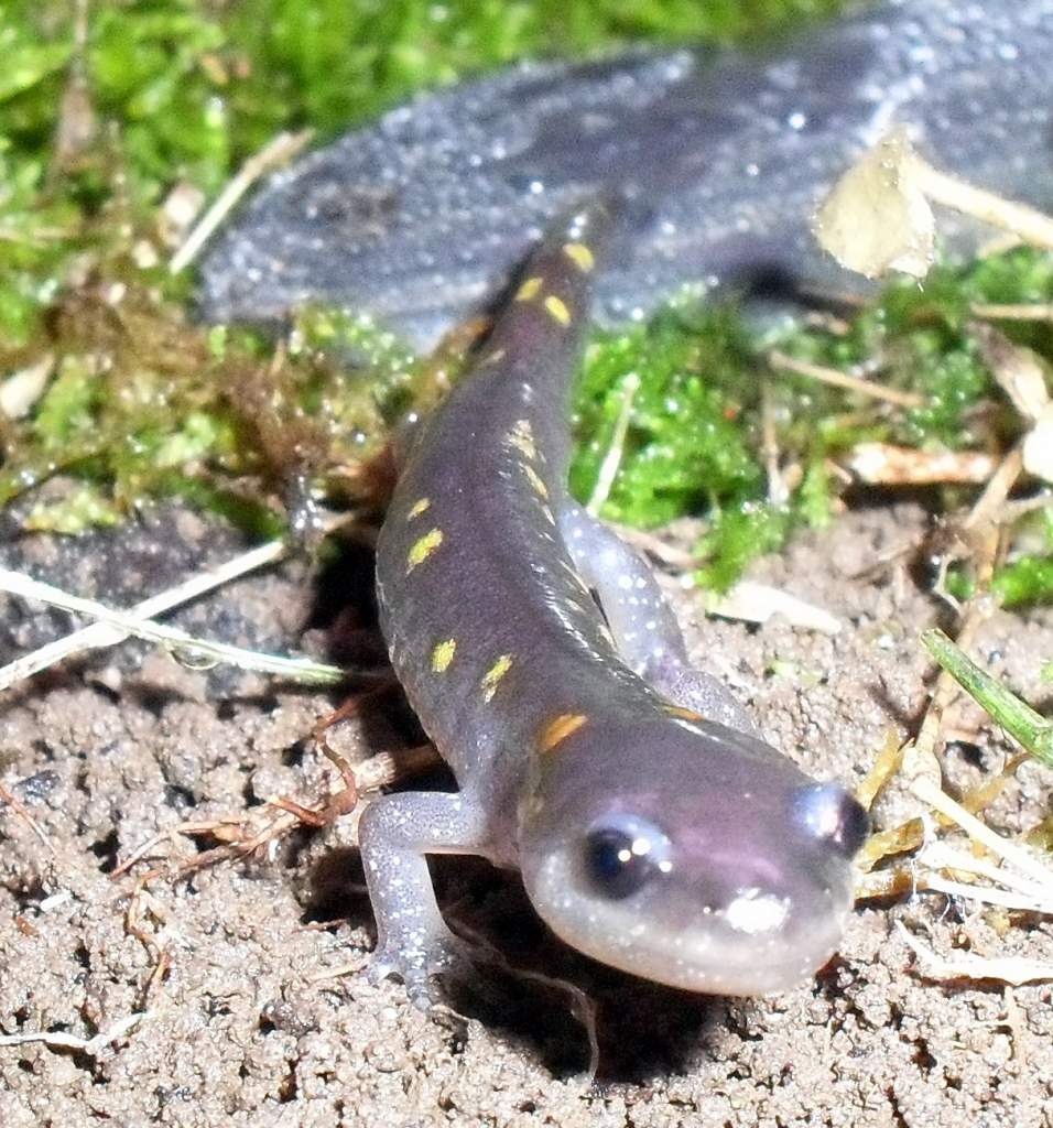 Ambystoma maculatum 2