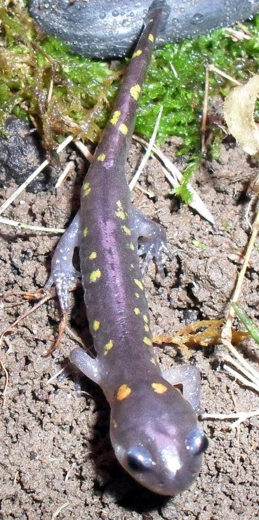 Ambystoma maculatum 3