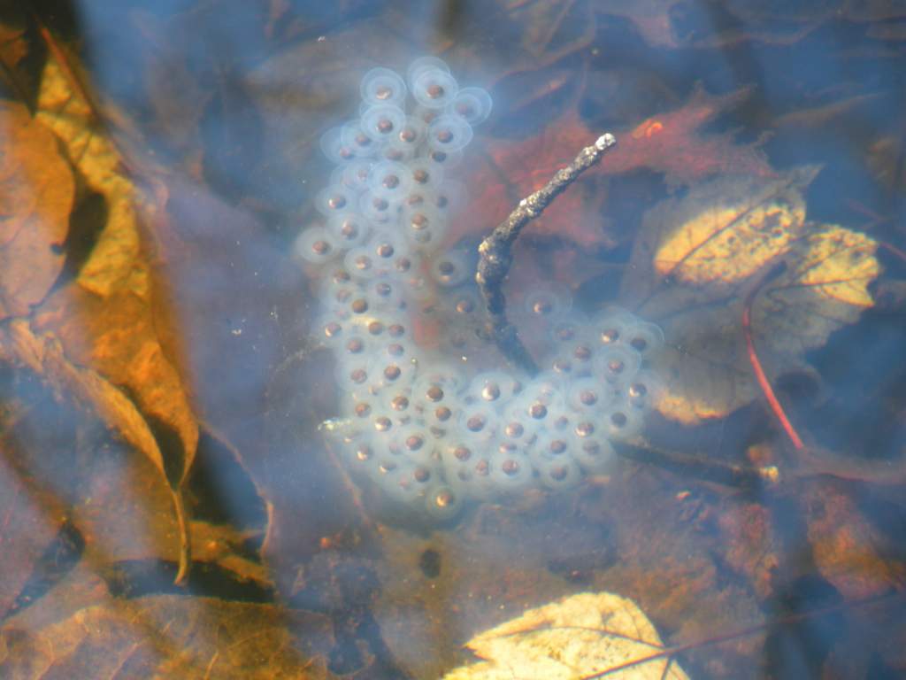 Ambystoma maculatum eggs, showing the double envelope