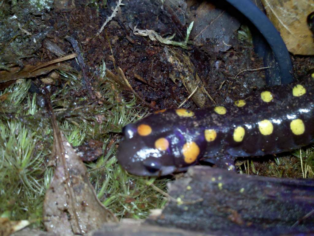 Ambystoma maculatum
Sorry this guy is a little out of focus. Cell phone picture!