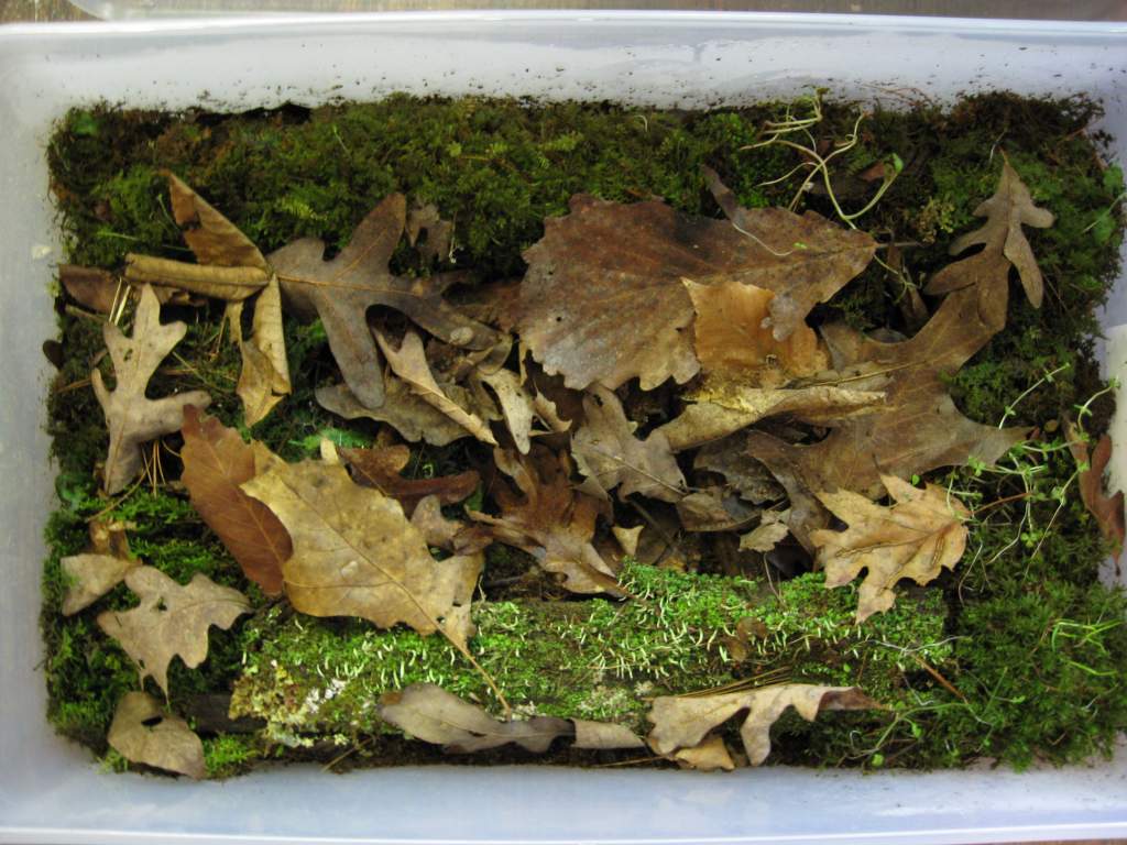 Ambystoma maculatum tub, it houses 4 adults.