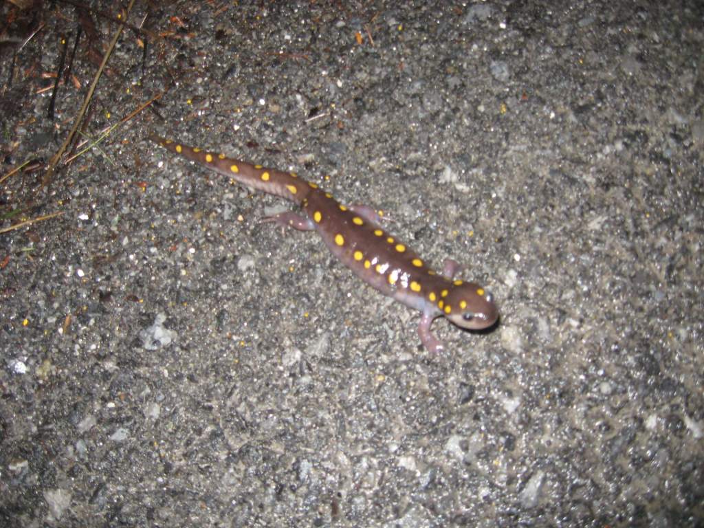 Ambystoma maculatum