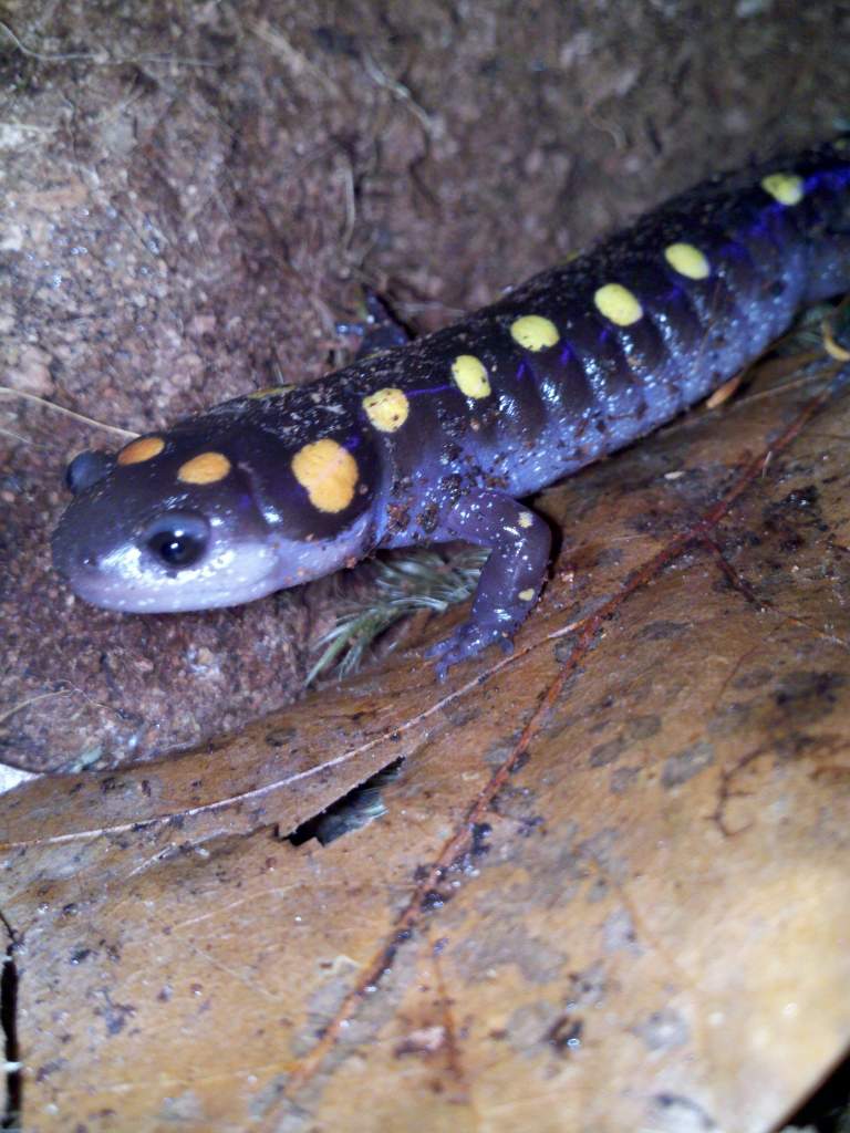 Ambystoma maculatum