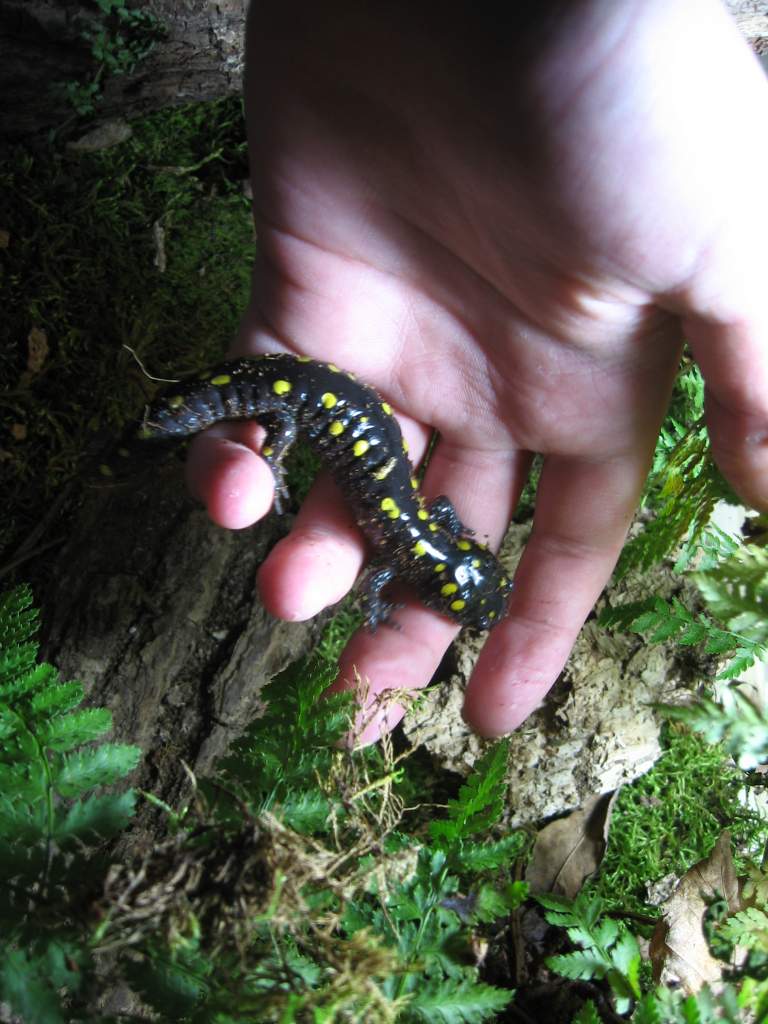 (Ambystoma maculatum )